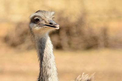 Close-up ostrich outdoors