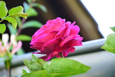 Close-up of pink flower blooming outdoors