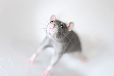 Close-up of an animal over white background