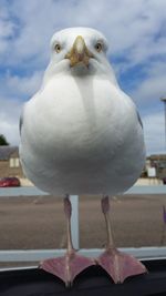 Close-up of seagull perching outdoors