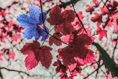 Close-up of red maple leaves on tree