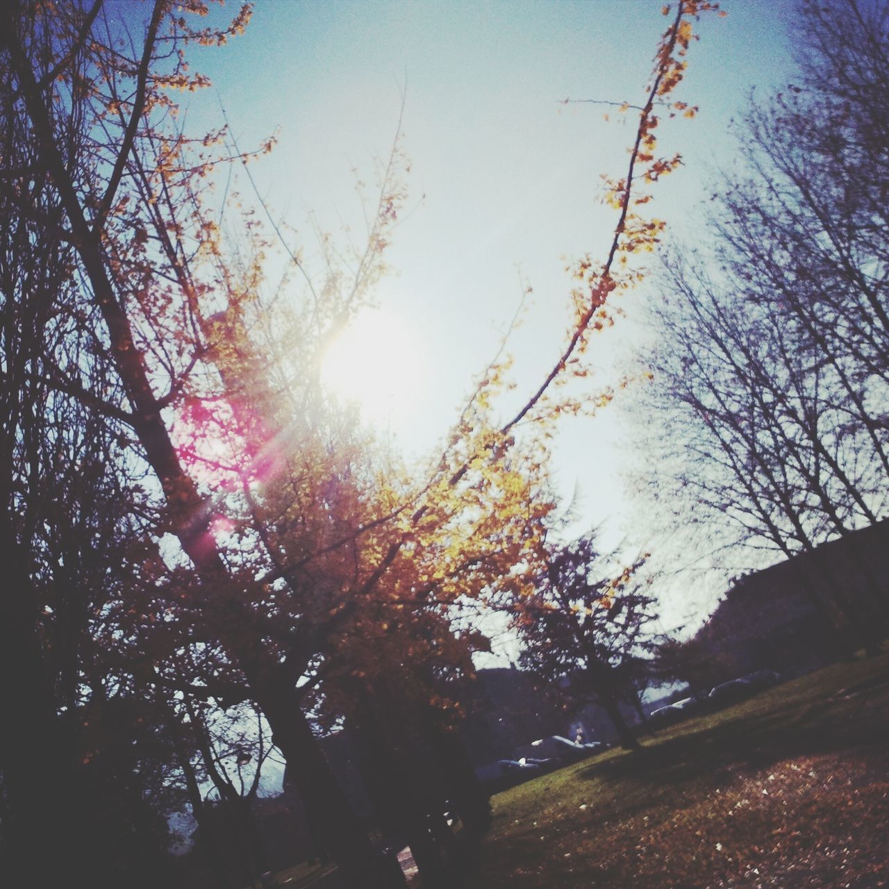 tree, sun, low angle view, branch, sunbeam, sunlight, tranquility, silhouette, growth, clear sky, nature, lens flare, beauty in nature, sky, tranquil scene, scenics, back lit, sunset, outdoors, no people