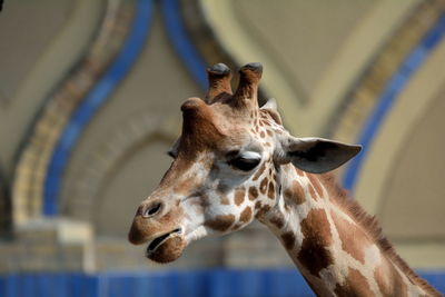 Close-up of giraffe