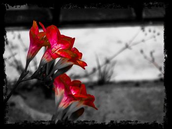 Close-up of red flower against blurred background