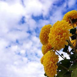Low angle view of yellow chrysanthemums blooming against cloudy sky