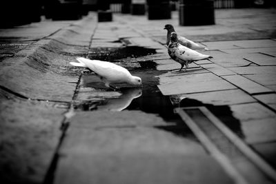 Birds perching on wood