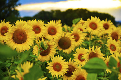 Close-up of yellow flowering plants