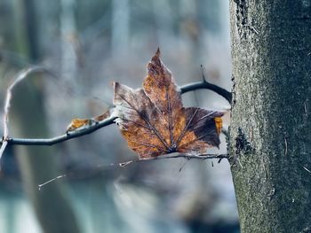 Close-up of dry leaves on tree trunk during winter