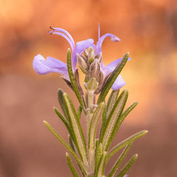 Close-up of purple flowering plant