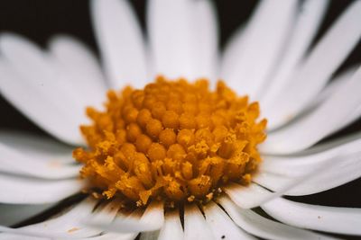 Close-up of white daisy flower against black background