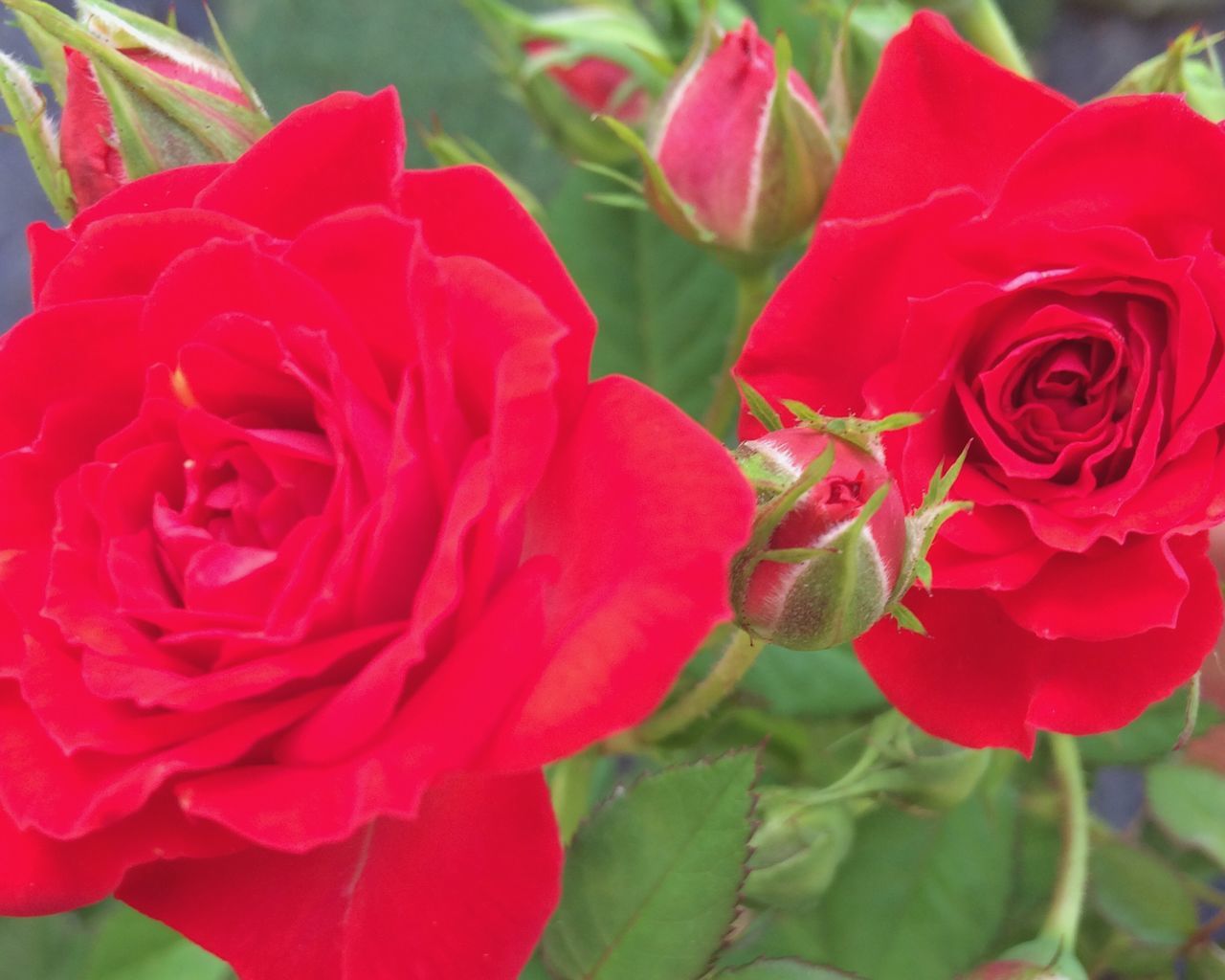 flower, freshness, petal, flower head, red, fragility, growth, beauty in nature, close-up, blooming, plant, nature, focus on foreground, rose - flower, in bloom, leaf, park - man made space, day, pink color, outdoors