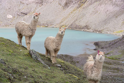 Sheep standing in a water