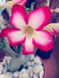 Close-up of pink flowers