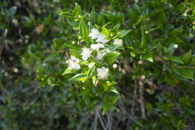 Close-up of white flowering plant