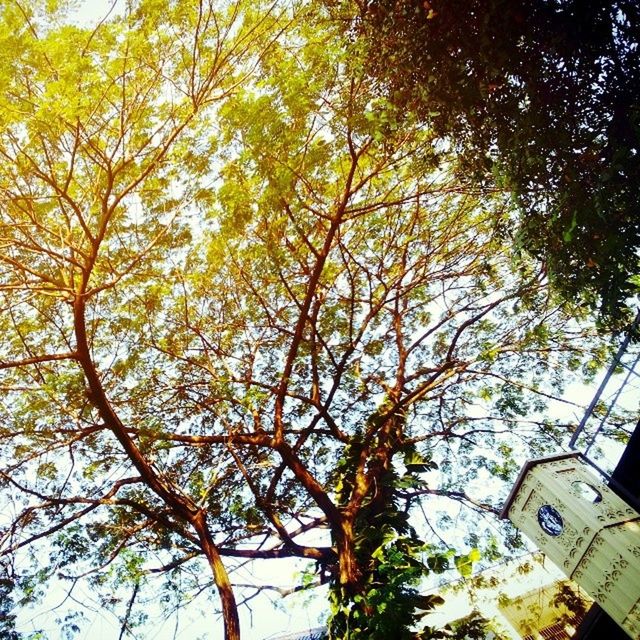 tree, low angle view, building exterior, architecture, built structure, branch, growth, sky, nature, day, outdoors, no people, sunlight, city, building, house, tall - high, residential building, clear sky, beauty in nature