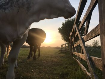 Cows on field against sky during sunset