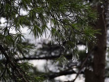 Close-up of pine tree during winter