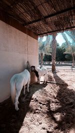 View of horse in pen