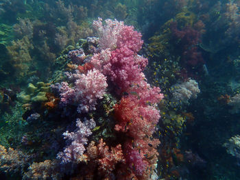 View of coral in sea