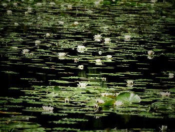 Plants growing in water