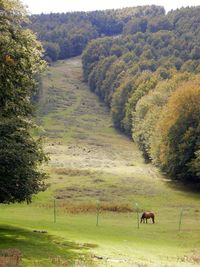 Sheep grazing in a field