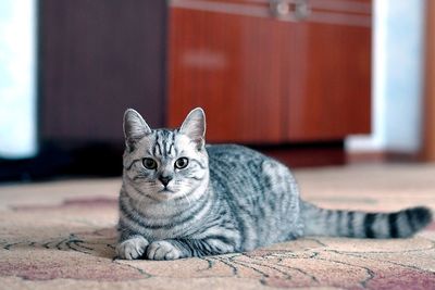 A gray shorthair cat with yellow eyes lies on the floor in the room and looks at the camera.