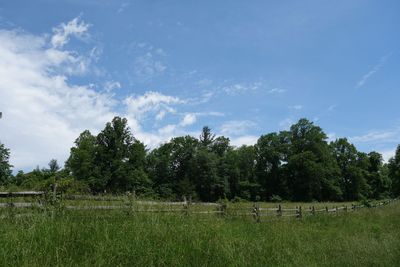 Trees on field against sky