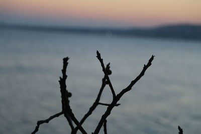 Close-up of silhouette tree on beach against sky during sunset