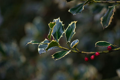 Red berries and  mistletoe leaves