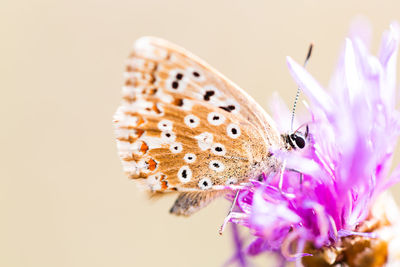 Close-up of butterfly pollinating on purple flower