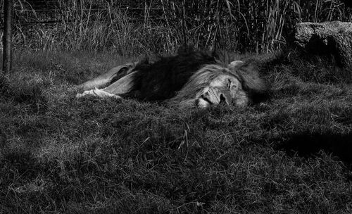 Dog relaxing on grassy field