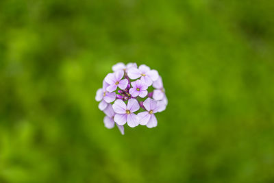 Close-up of purple flowering plant on field