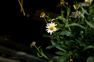 Close-up of white flowering plant