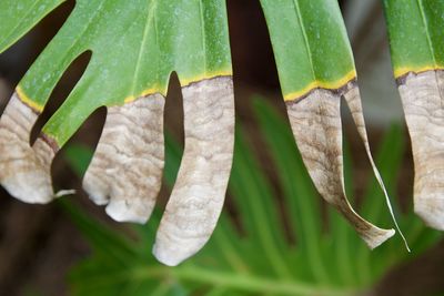 Close-up of fresh green leaves