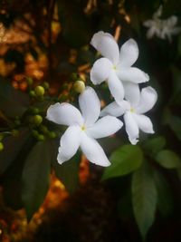 Close-up of white flowers