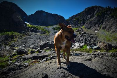 Dog on rock against sky