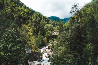 Scenic view of forest against sky