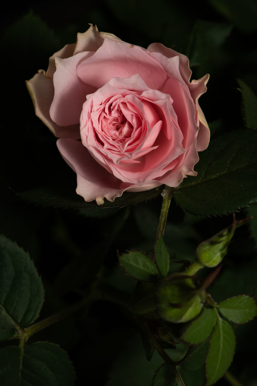 CLOSE-UP OF PINK ROSE