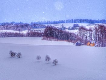 Snow covered trees on field