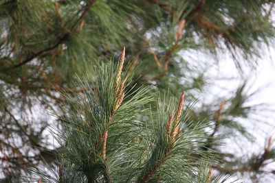 Close-up of pine tree