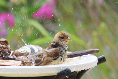 Close-up of bird perching in a water