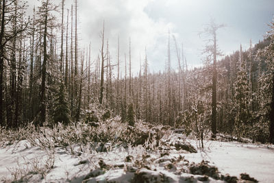 Scenic view of forest against sky during winter