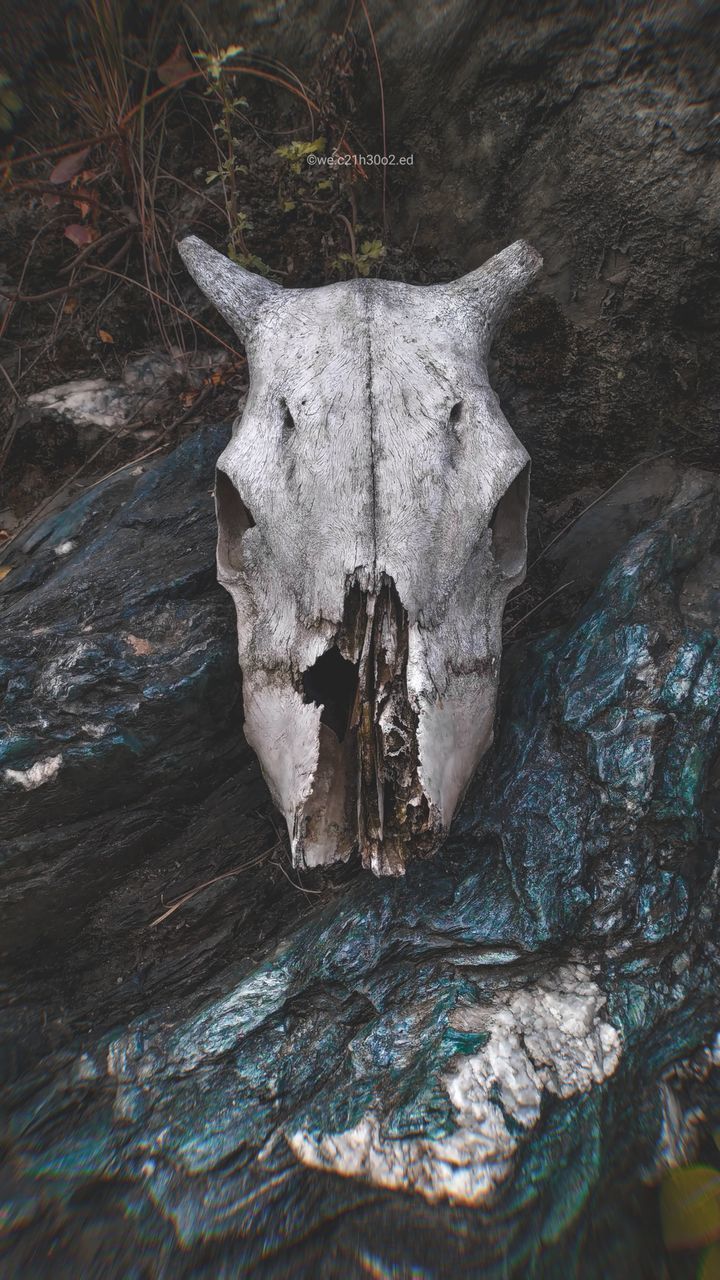 CLOSE-UP OF ANIMAL SKULL ON ROCK