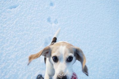 Portrait of dog