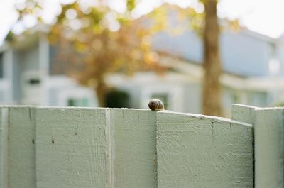 Close-up of bird perching on wall