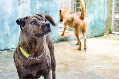 Dog standing outdoors