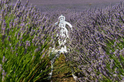 Lavender field with white chair