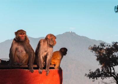 Monkey sitting on mountain against sky