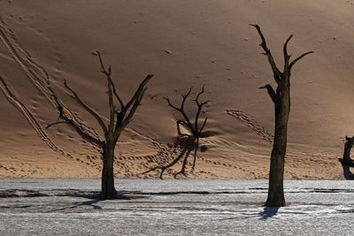 Bare tree on sand dune in desert against sky