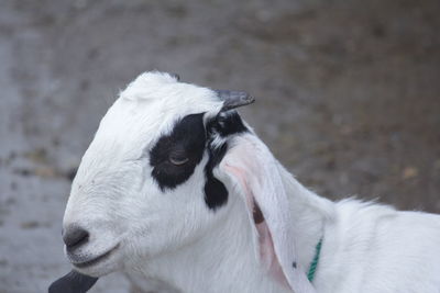 Close-up of a horse on field